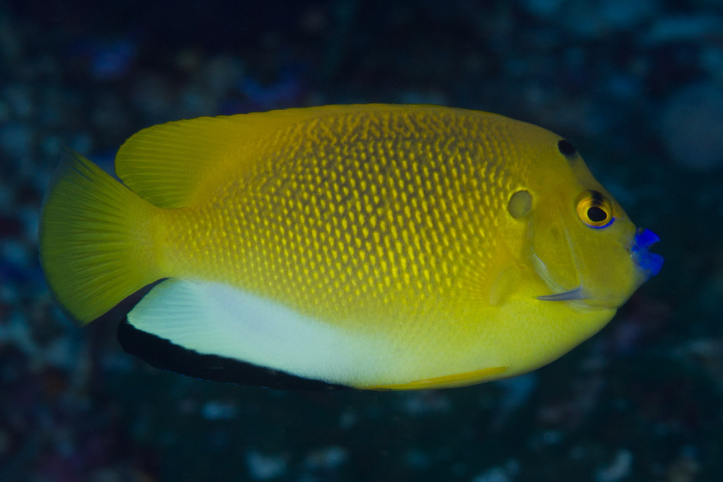Threespot Angelfish