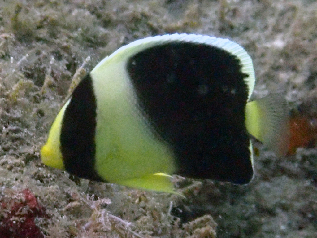 Yellow-ear Angelfish