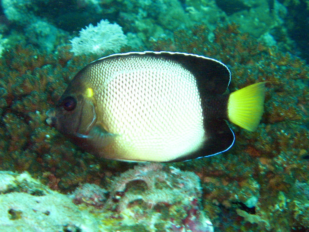 Yellow-ear Angelfish