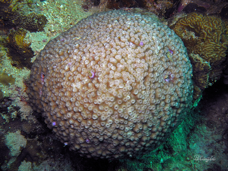 Starflower Coral