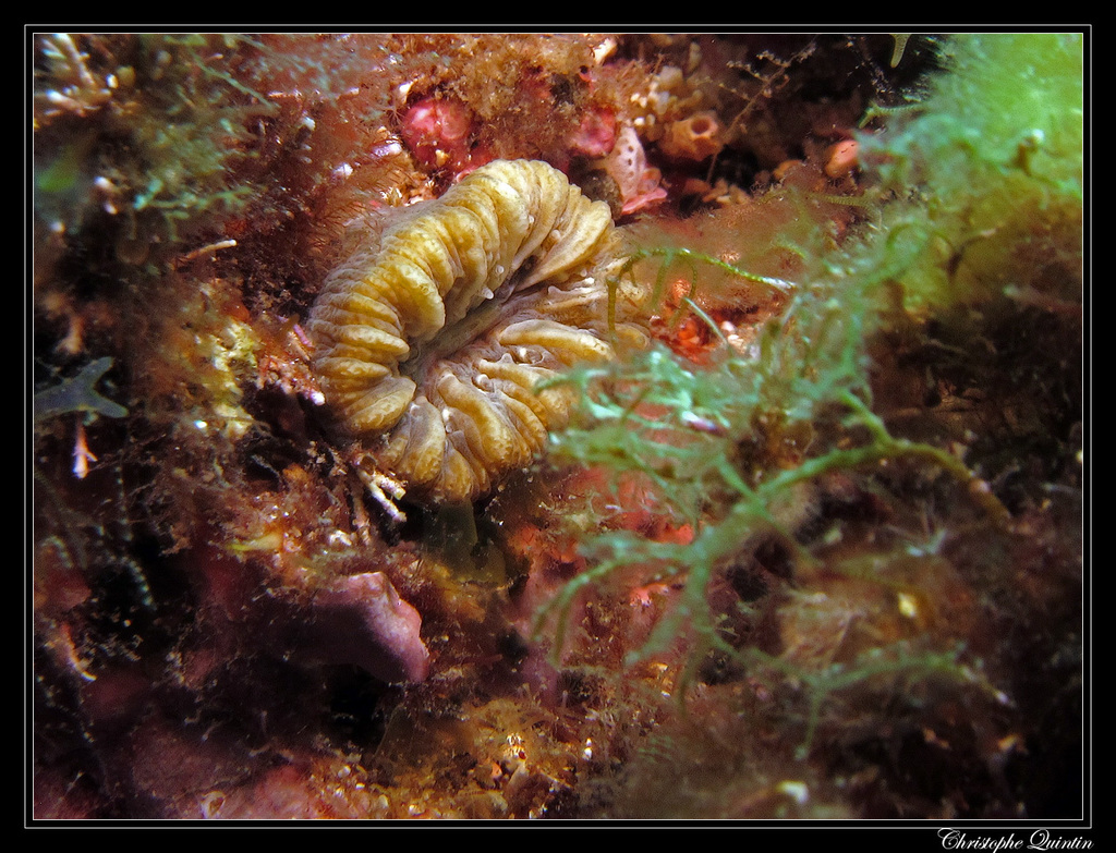Pig-tooth Coral