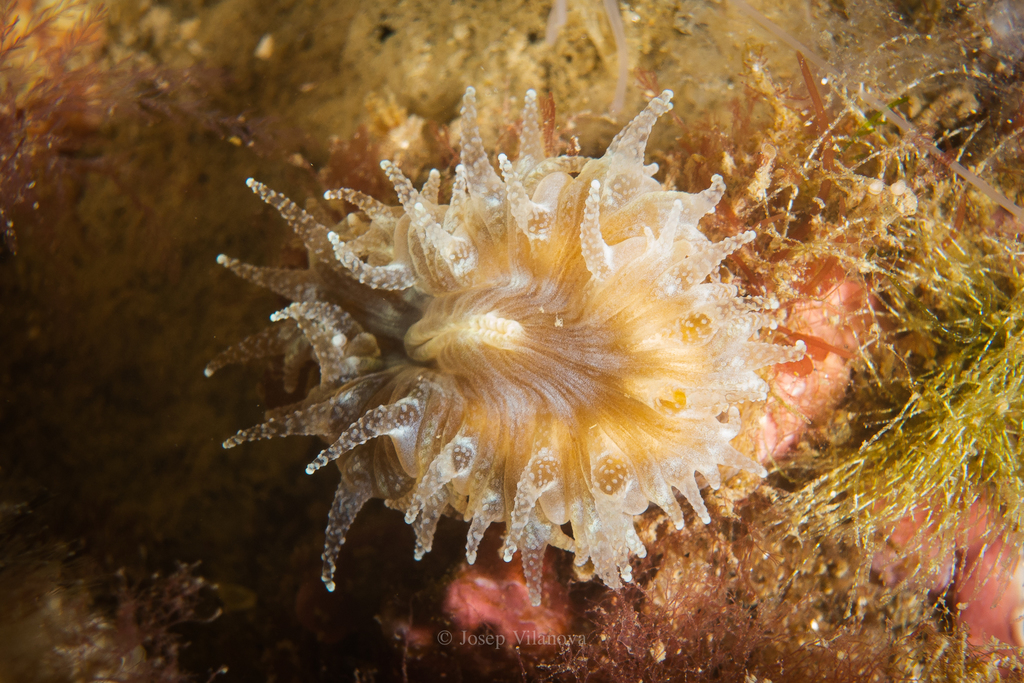 Pig-tooth Coral