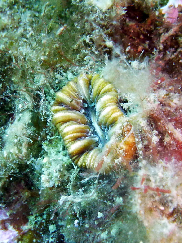 Pig-tooth Coral