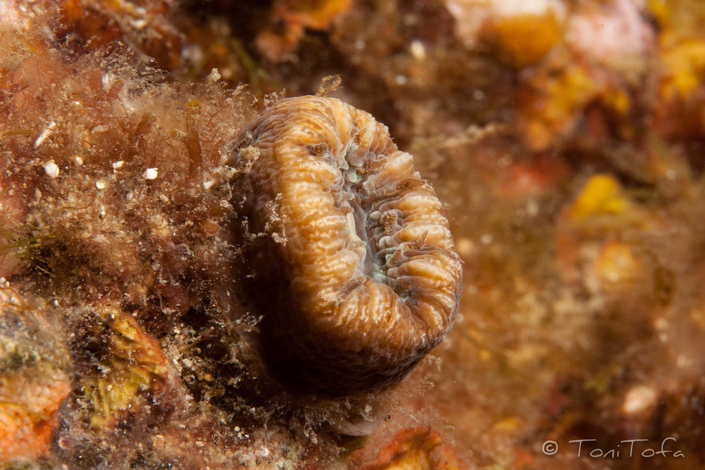 Pig-tooth Coral