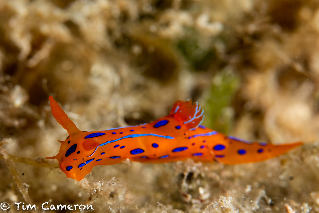 Polycère Élégante