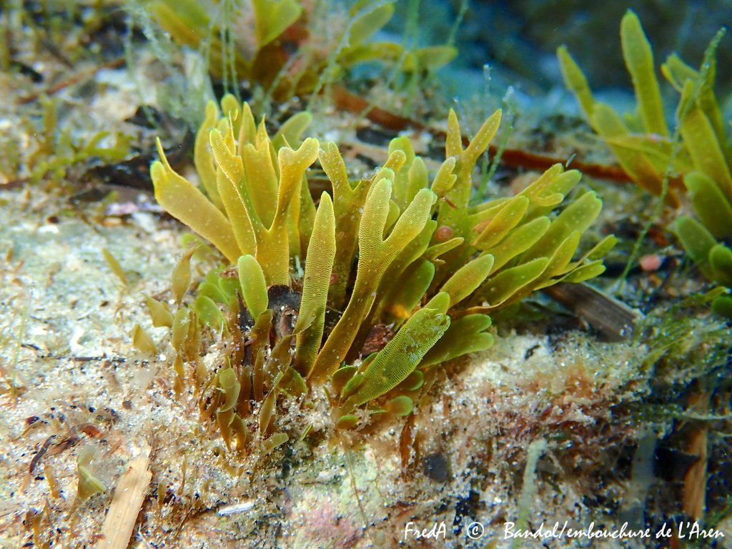 Dictyote Spatulée