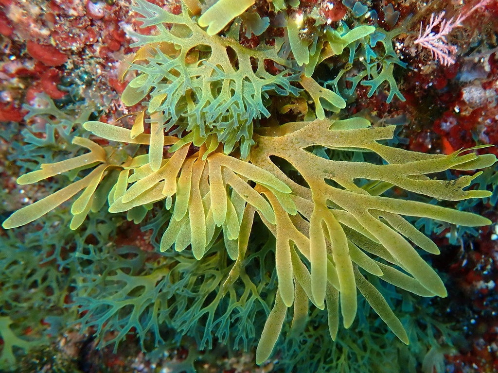 Dictyote Spatulée