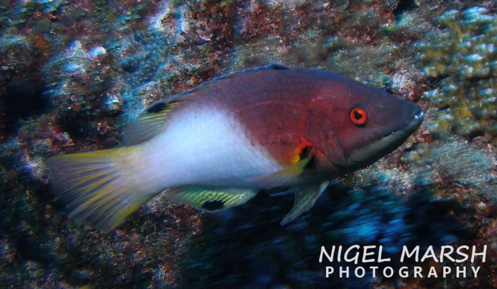Axilspot Hogfish