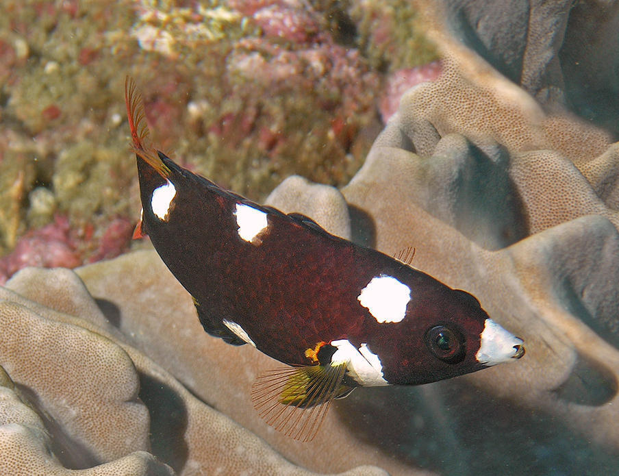 Axilspot Hogfish