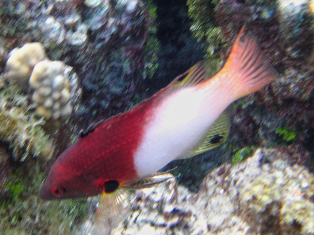 Axilspot Hogfish