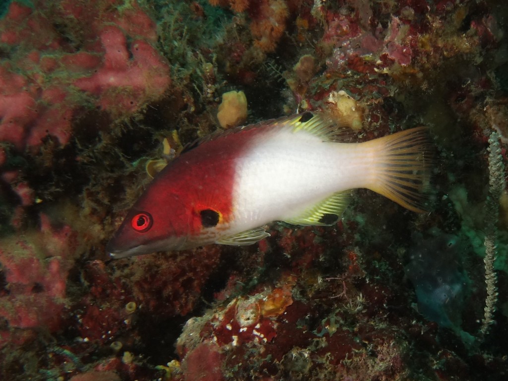 Axilspot Hogfish