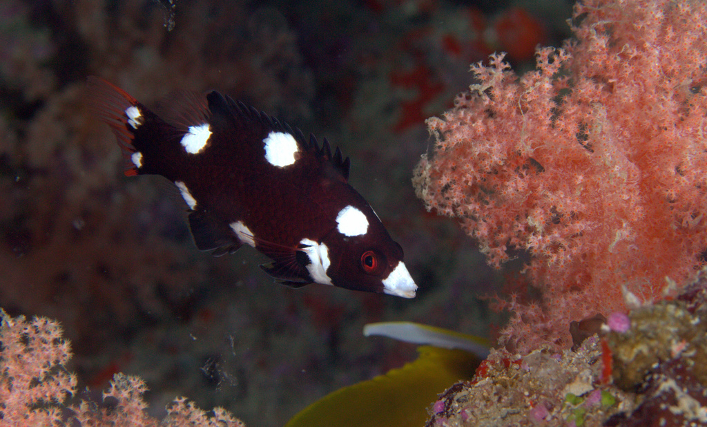 Axilspot Hogfish