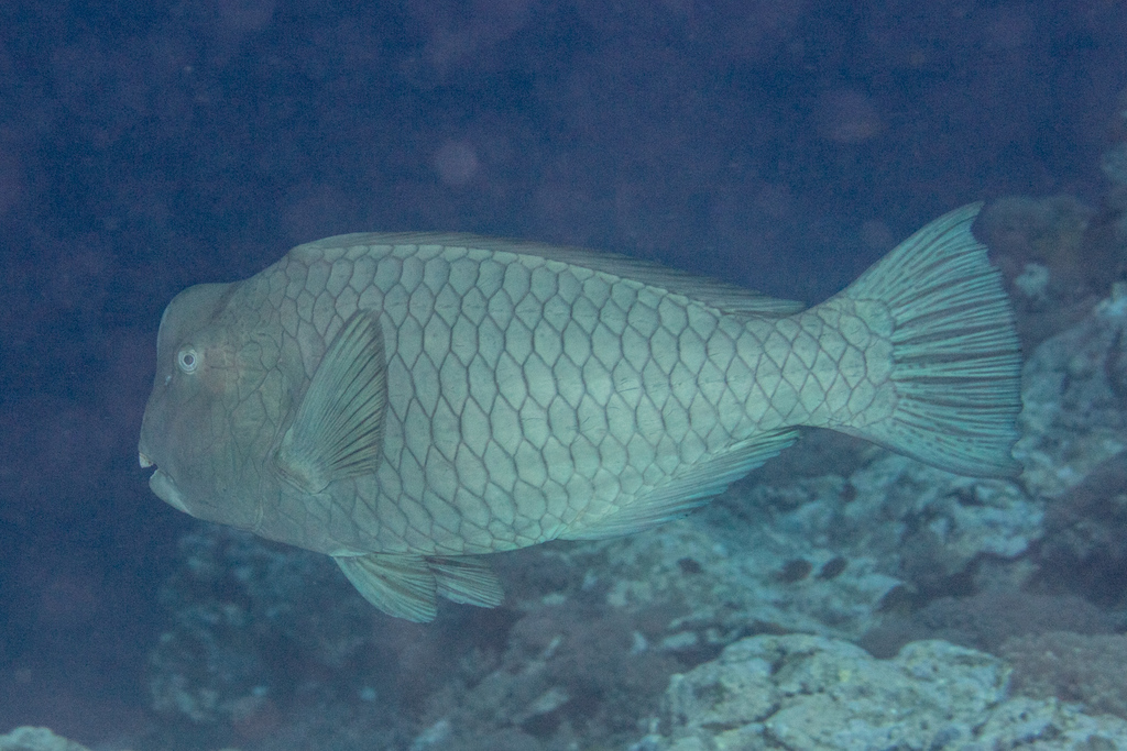 Bumphead Parrotfish