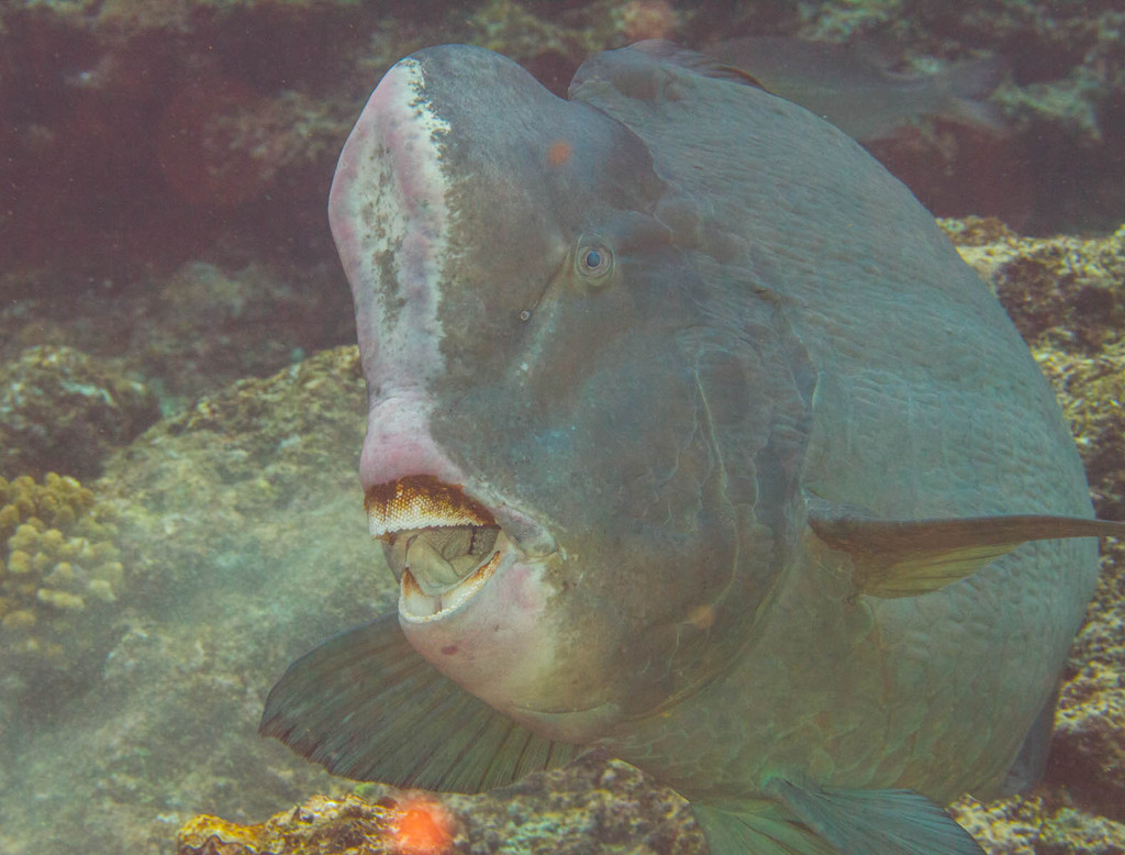 Bumphead Parrotfish