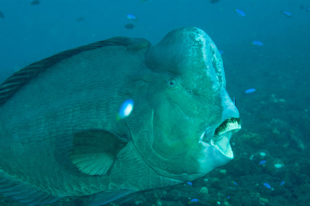 Bumphead Parrotfish