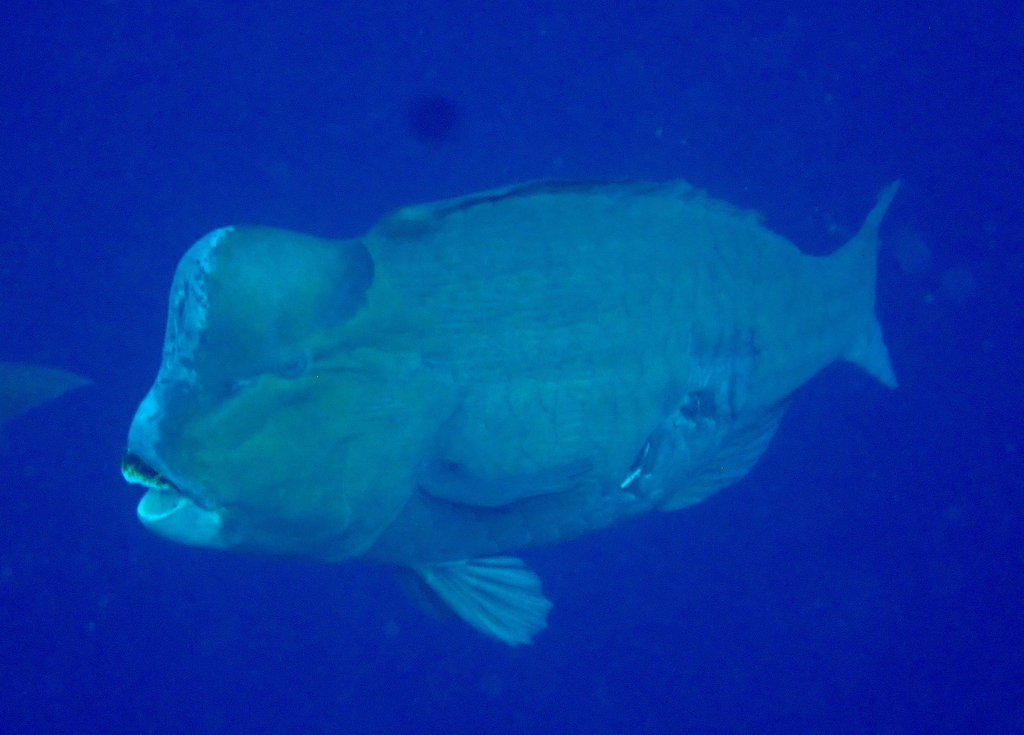 Bumphead Parrotfish