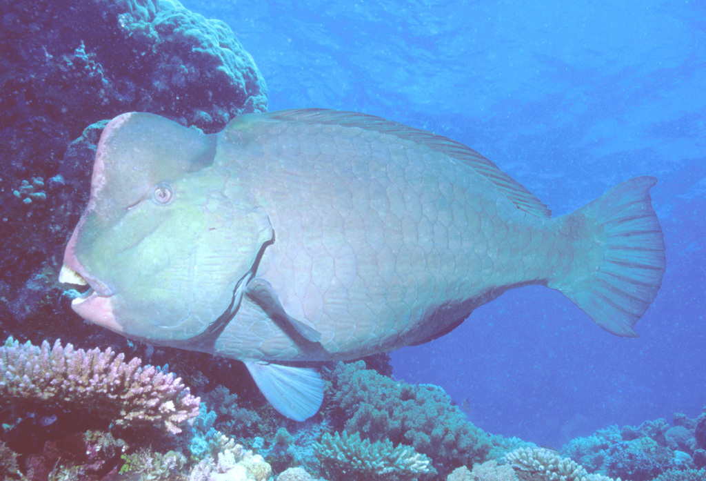 Bumphead Parrotfish