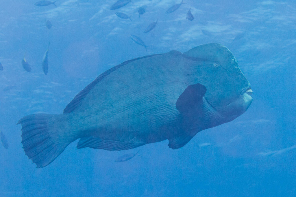 Bumphead Parrotfish