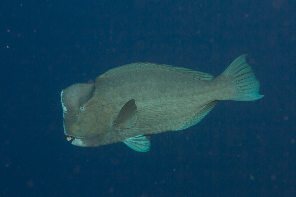 Bumphead Parrotfish