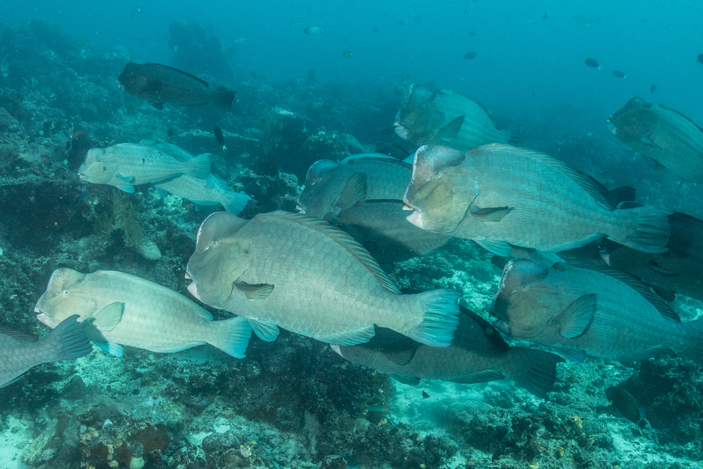 Bumphead Parrotfish