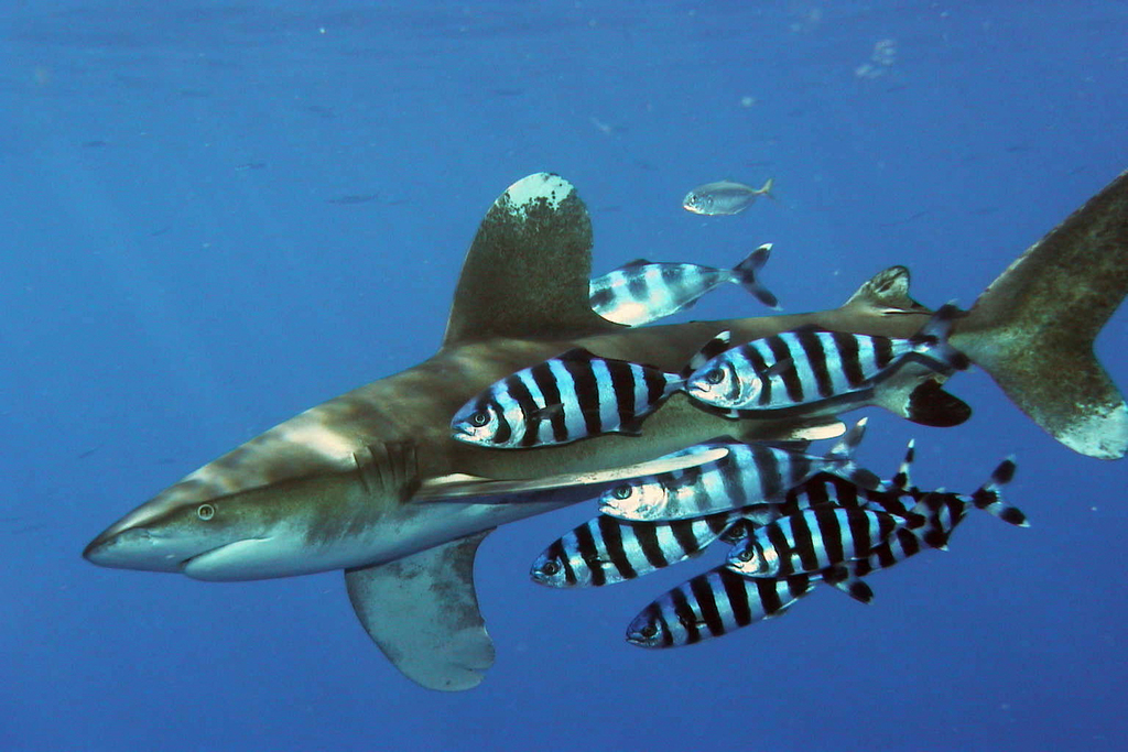 Oceanic Whitetip Shark