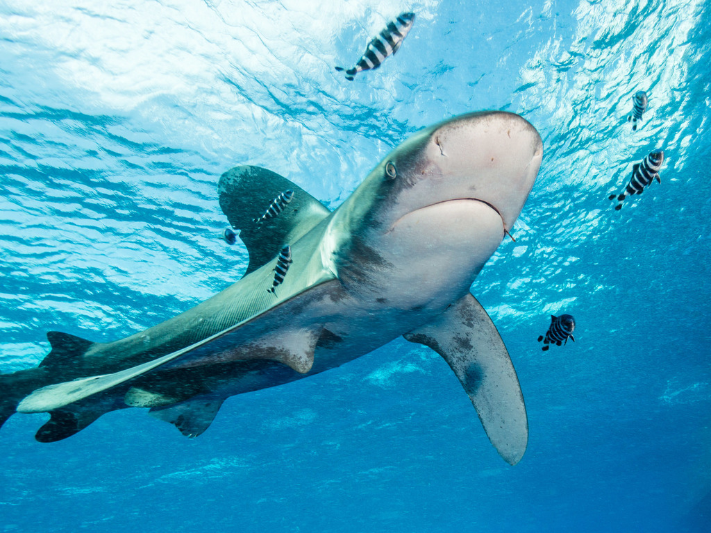 Oceanic Whitetip Shark