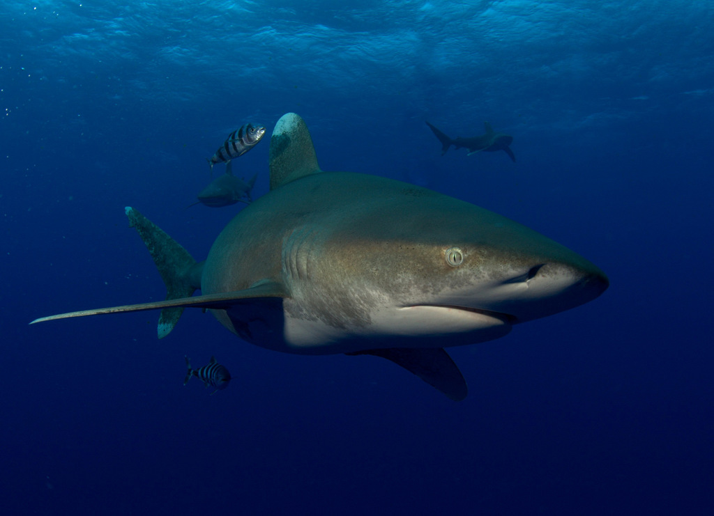 Oceanic Whitetip Shark