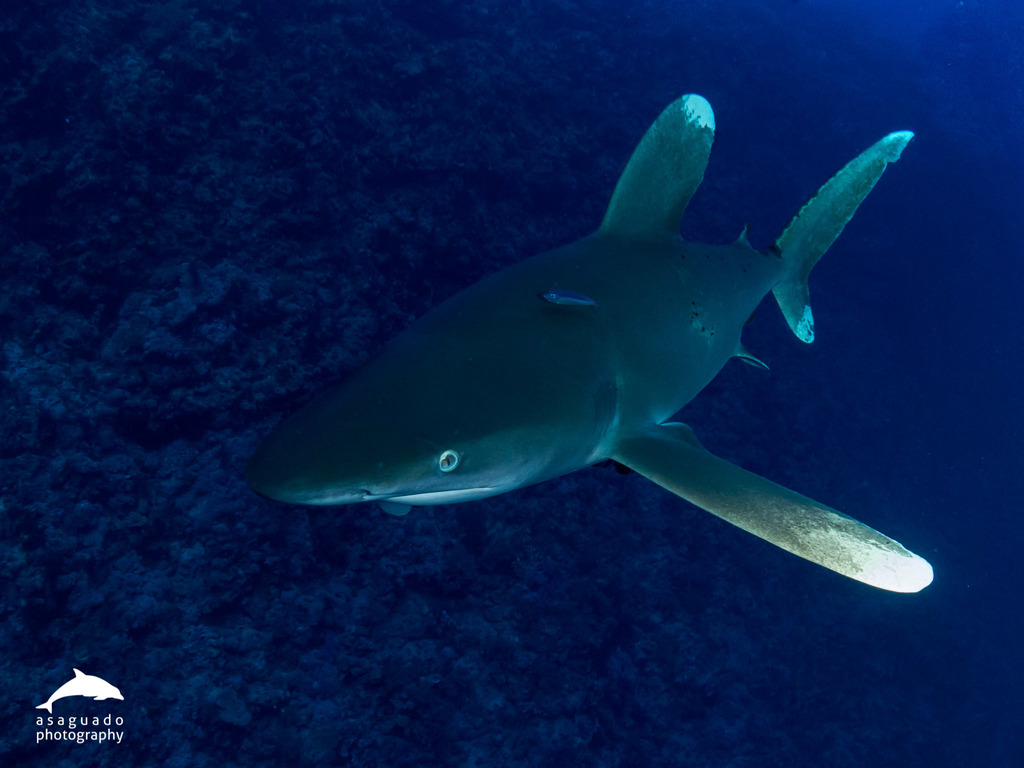 Oceanic Whitetip Shark