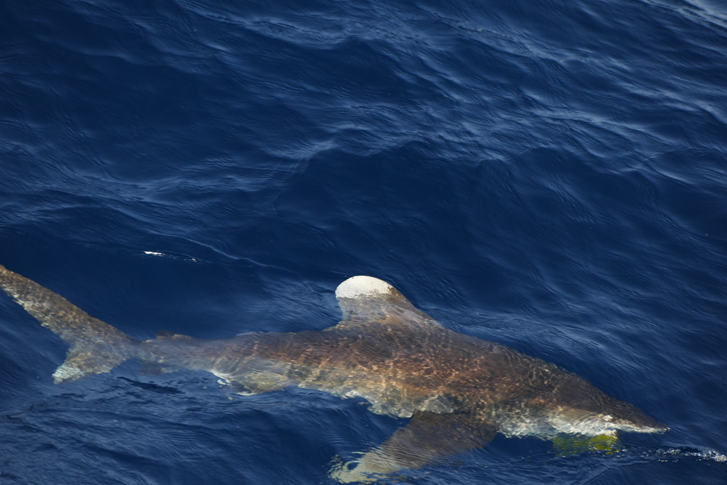 Oceanic Whitetip Shark