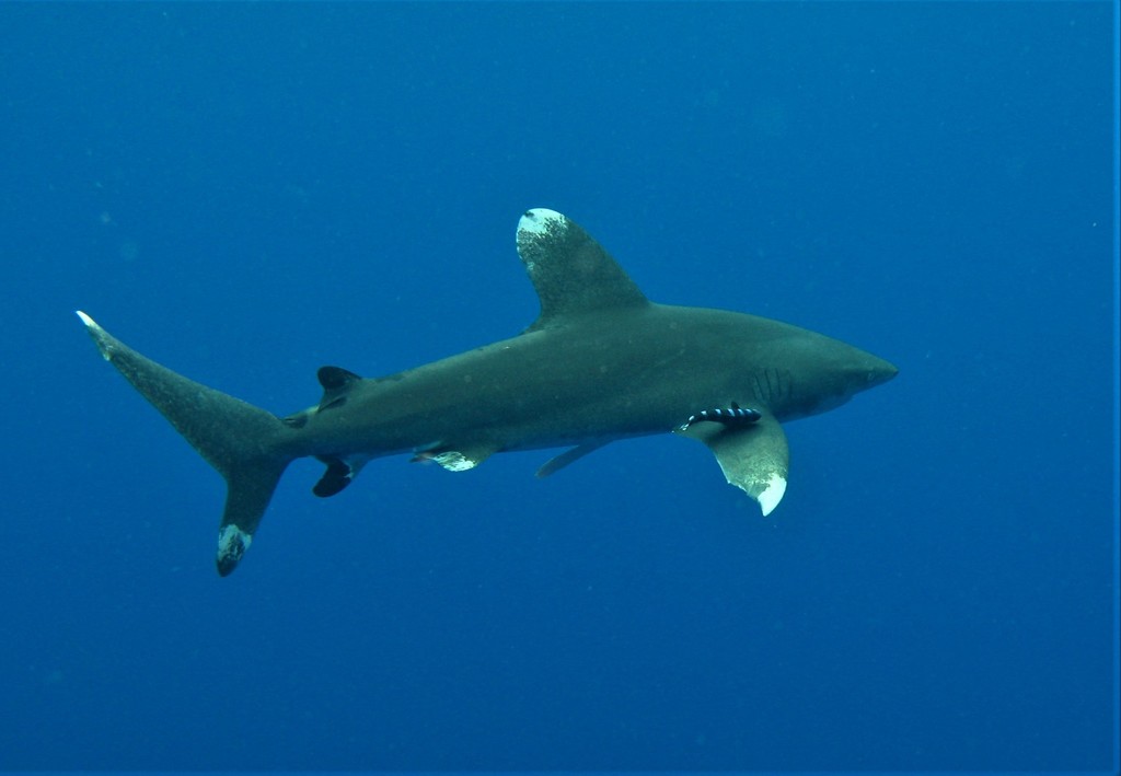 Oceanic Whitetip Shark