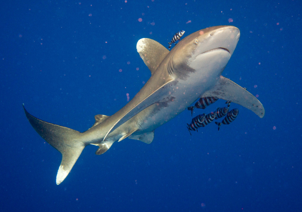 Oceanic Whitetip Shark