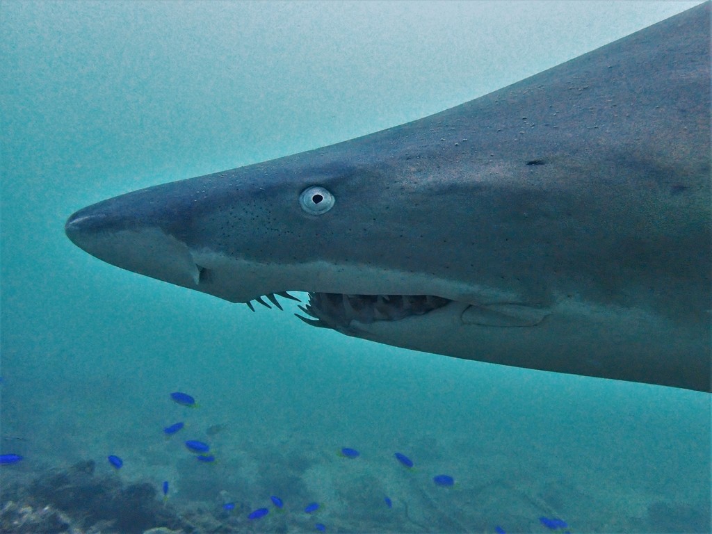 Sand Tiger Shark