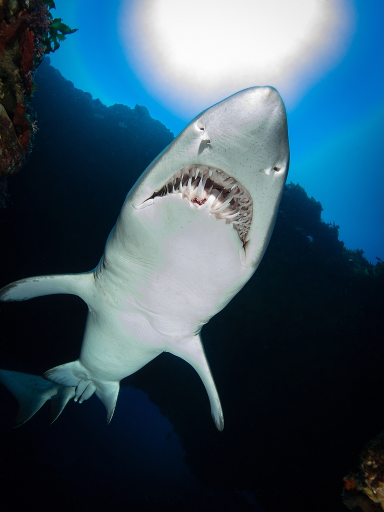 Sand Tiger Shark