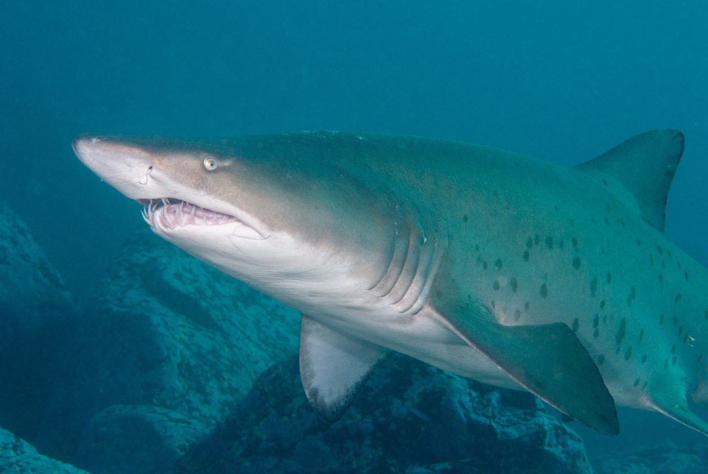 Sand Tiger Shark