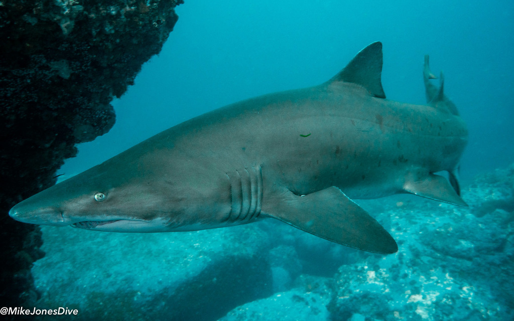 Sand Tiger Shark