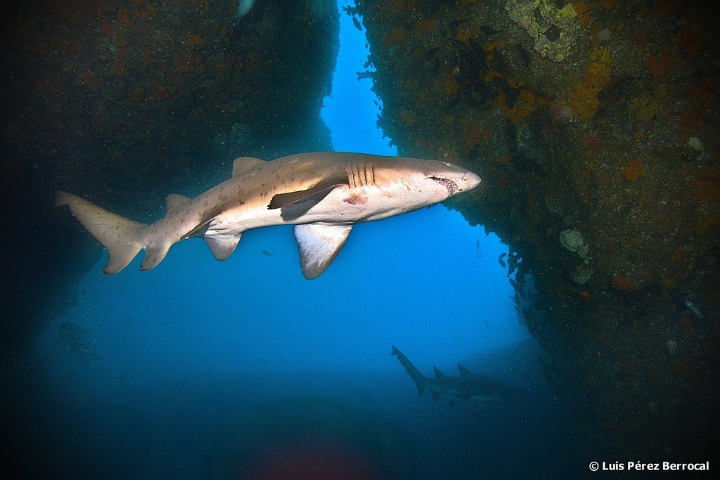 Sand Tiger Shark