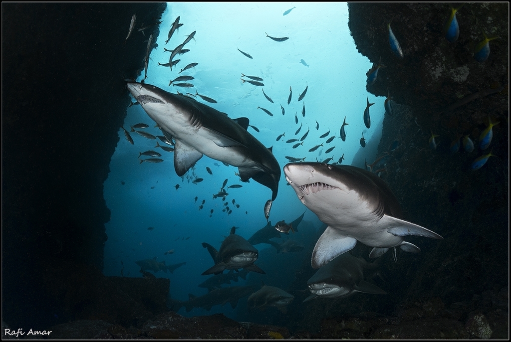 Sand Tiger Shark