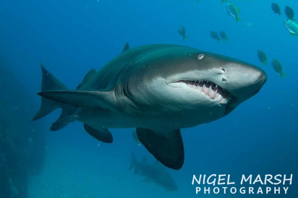 Sand Tiger Shark