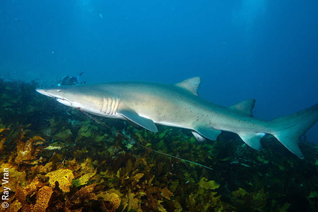 Sand Tiger Shark