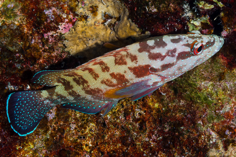 Yellowfin Hind