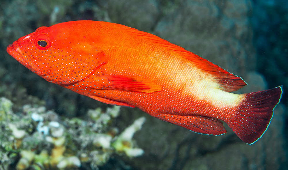 Yellowfin Hind