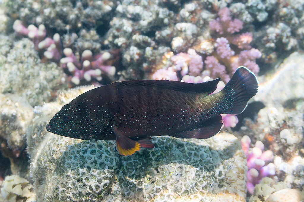 Yellowfin Hind