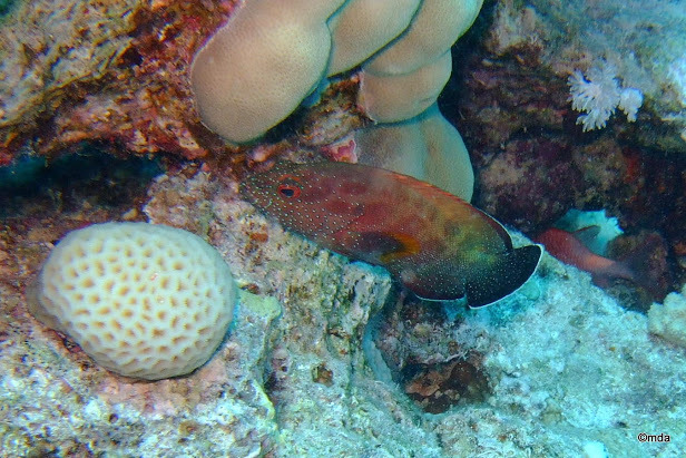 Yellowfin Hind