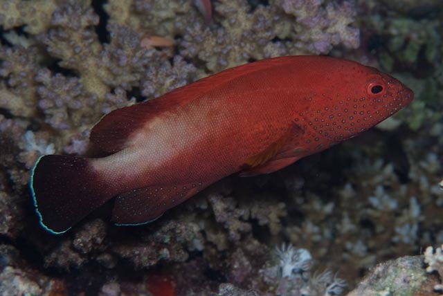 Yellowfin Hind
