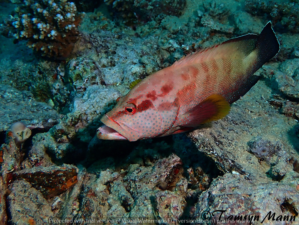 Yellowfin Hind