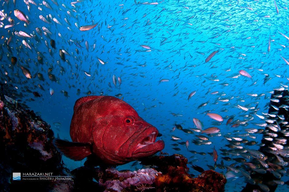 Tomato Grouper