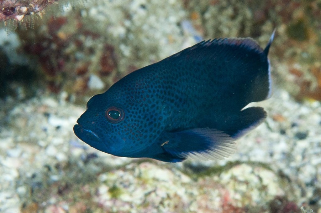 Tomato Grouper
