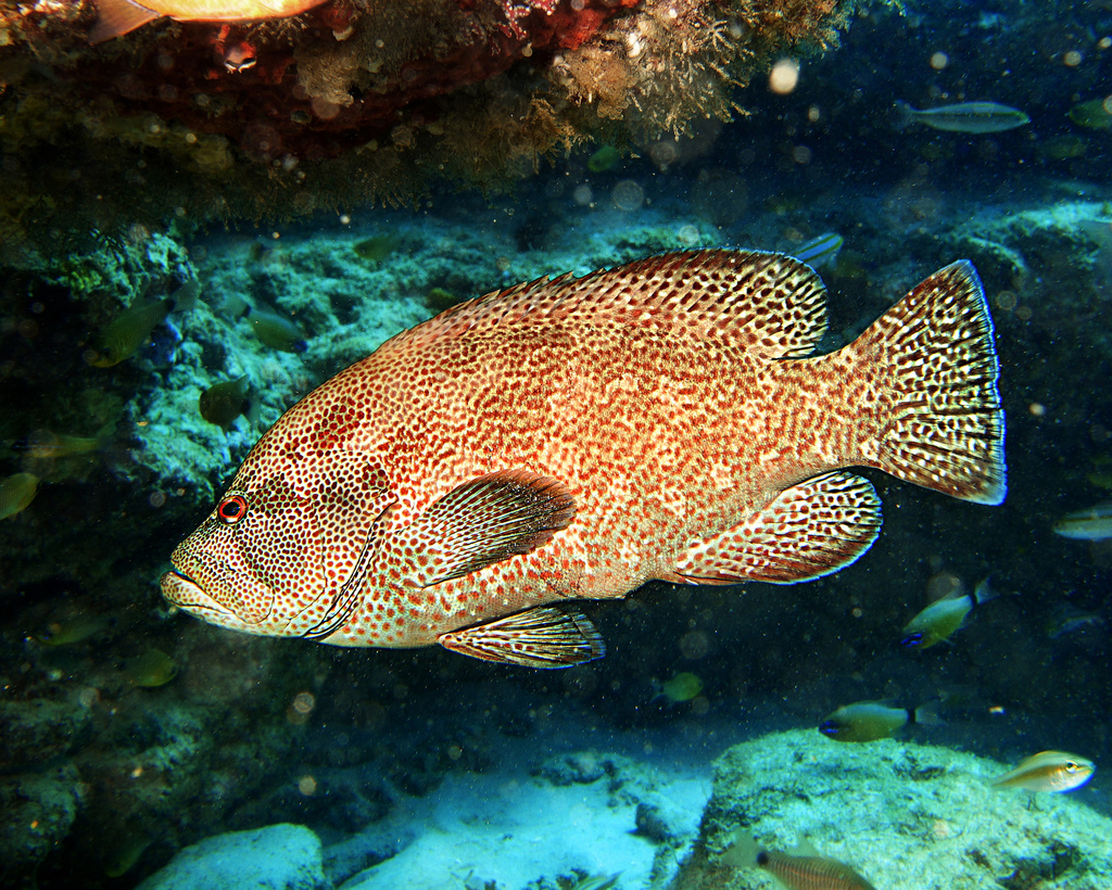 Tomato Grouper