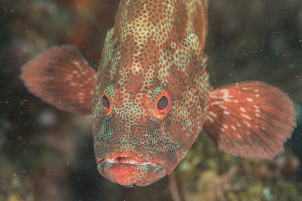 Tomato Grouper