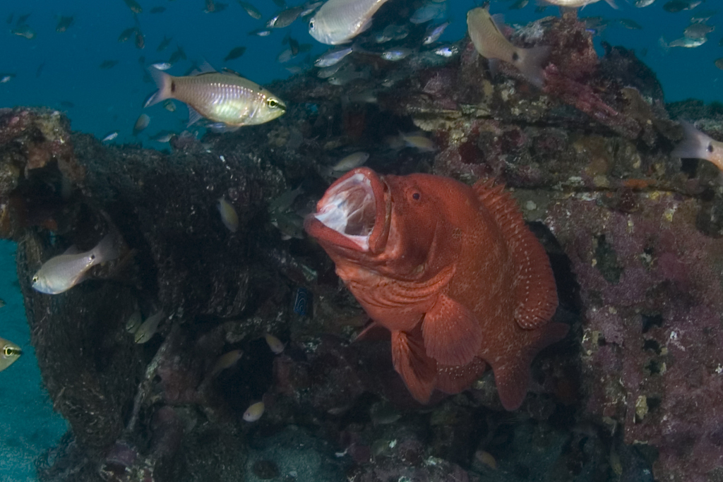 Tomato Grouper